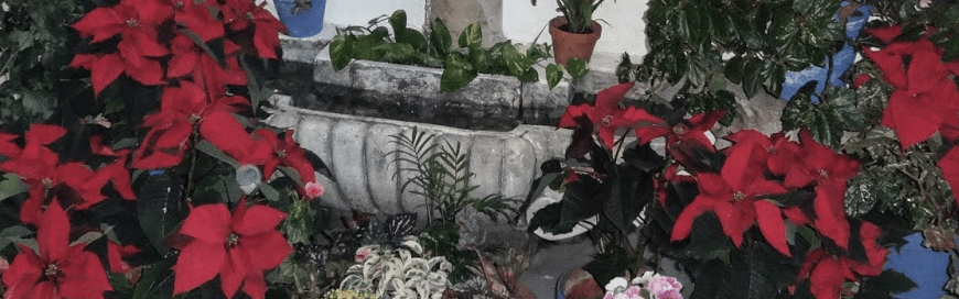Los Patios de Córdoba abren por Navidad: fechas, rutas y todos los detalles
